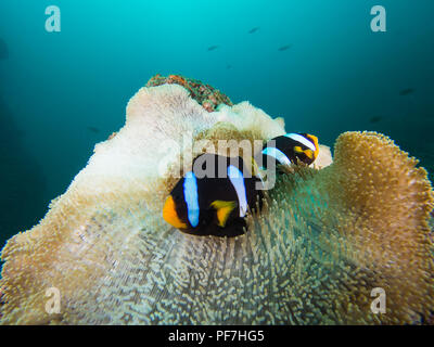 Clarks Anemonenfisch in einem gebleicht Anemone Stockfoto