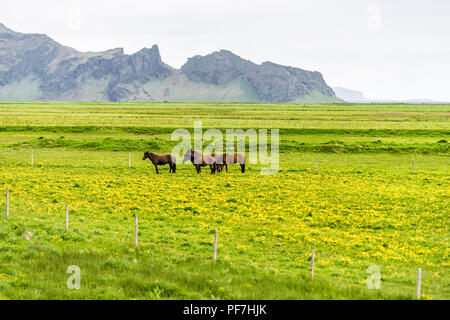 Viele braune Islandpferde in stabilen paddock stehen in Island Landschaft ländlichen Bauernhof Tal im Süden von Bergen, gelbe Blumen wiese feld Pas Stockfoto