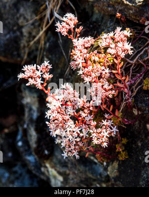 Englisch Fetthenne (Sedum anglicum) auf einer Steinmauer in Grasmere im Lake District Stockfoto