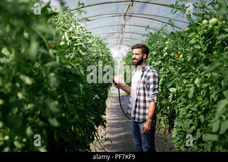 Mann spritzen Tomatenpflanze im Gewächshaus Stockfoto