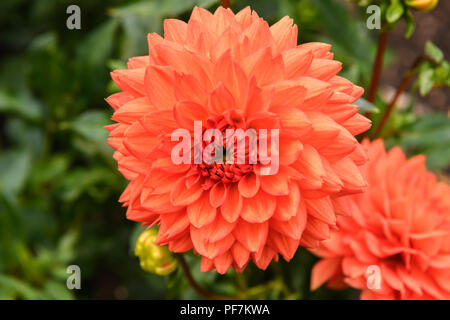 Dahlie Blume Stockfoto