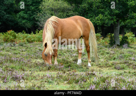 Wilde Pferde Im New Forest, England Stockfoto