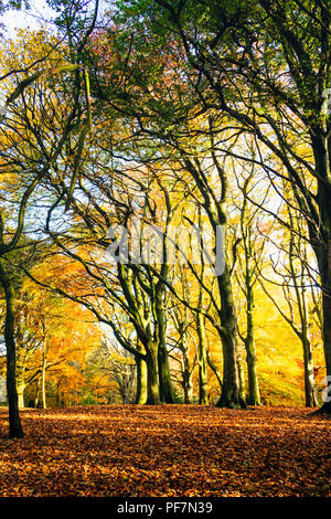 Gelb und Orange Buche im Herbst Wald Stockfoto