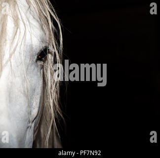 Pferd, andalusischer Hengst auf schwarzem Hintergrund mit Copyspace Stockfoto