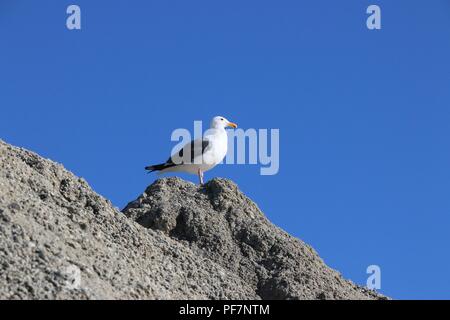 Weiße Möwe mit schwarzen Flügeln Sitzstangen auf einem Felsen. Stockfoto