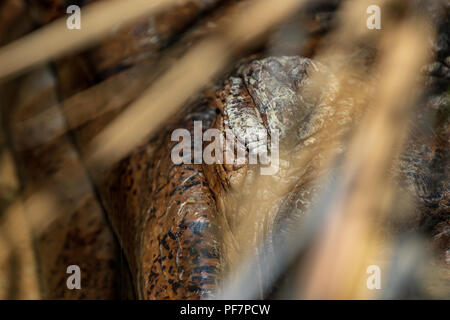 Tomistoma-Tomistoma schlegelii - Auch als False Gharial, Malaiische Gharial, Sunda Gharial - Captive Muster bekannt Stockfoto