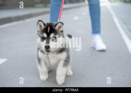 Wenig Husky Welpe läuft an der Leine auf der Straße. Stockfoto