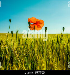 Nahaufnahme der Mohn in einem Weizenfeld Stockfoto