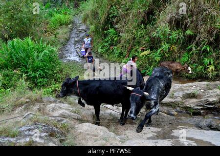 Kühe melken in LA ZUNGA - Ecuador Grenze - San Ignacio - Departement Cajamarca PERU Stockfoto