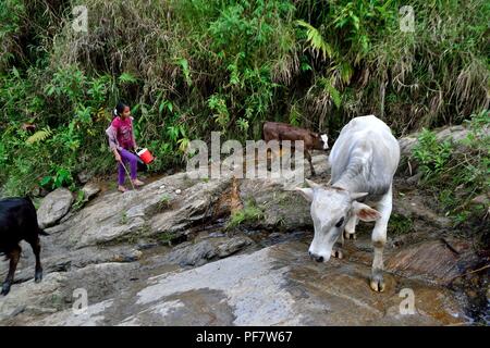 Kühe melken in LA ZUNGA - Ecuador Grenze - San Ignacio - Departement Cajamarca PERU Stockfoto