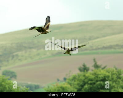 Rotmilan im Flug bei Llanddeusant Feststoffeintrag in Wales Stockfoto