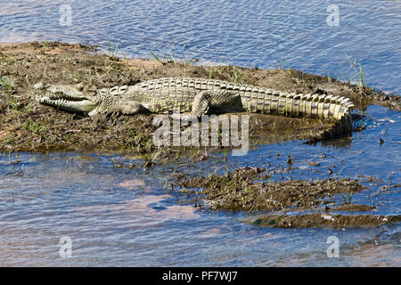 Ein drei Meter Krokodil aalt sich in der warmen Morgensonne auf einer kleinen Sandbank in der Great Ruaha River. Krokodile haben eine sehr effiziente Blut Circus Stockfoto