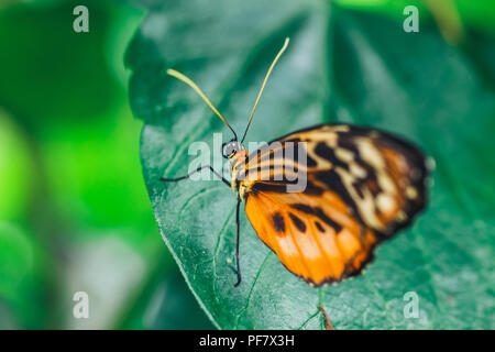 Ein afrikanischer Monarch butterfly auf grünes Blatt mit einer glatten grünen Hintergrund thront Stockfoto