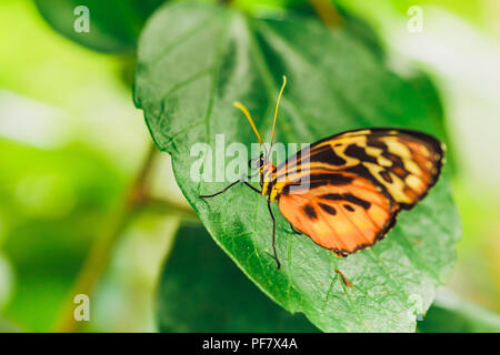 Ein afrikanischer Monarch butterfly auf grünes Blatt mit einer glatten grünen Hintergrund thront Stockfoto