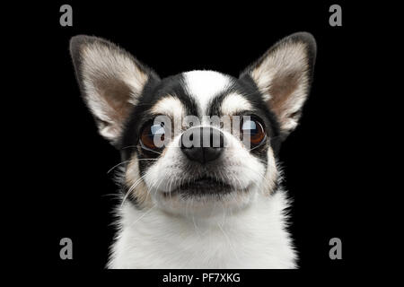 Closeup Portrait von Gorgeous Chihuahua Hund Suchen in der Kamera auf schwarzem Hintergrund isoliert Stockfoto