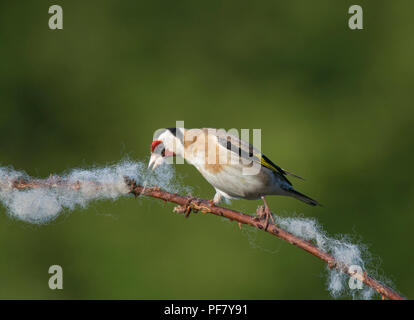 Europäische Stieglitz, Carduelis carduelis, sammeln Wolle aus dornbusch für Nesting Material, Lancashire, Großbritannien Stockfoto
