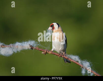 Europäische Stieglitz, Carduelis carduelis, sammeln Wolle aus dornbusch für Nesting Material, Lancashire, Großbritannien Stockfoto