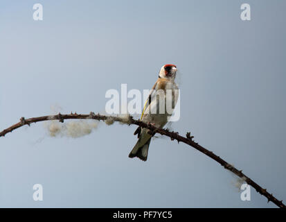 Europäische Stieglitz, Carduelis carduelis, sammeln Wolle aus dornbusch für Nesting Material, Lancashire, Großbritannien Stockfoto