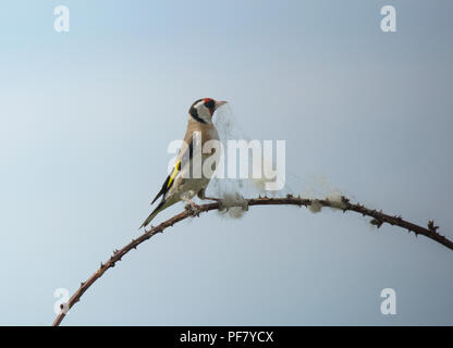 Europäische Stieglitz, Carduelis carduelis, sammeln Wolle aus dornbusch für Nesting Material, Lancashire, Großbritannien Stockfoto