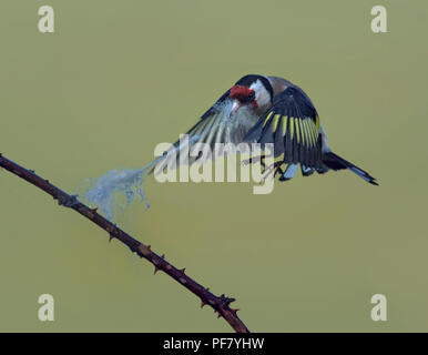 Europäische Stieglitz, Carduelis carduelis, sammeln Wolle aus dornbusch für Nesting Material, Lancashire, Großbritannien Stockfoto