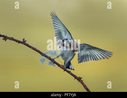 Europäische Stieglitz, Carduelis carduelis, sammeln Wolle aus dornbusch für Nesting Material, Lancashire, Großbritannien Stockfoto