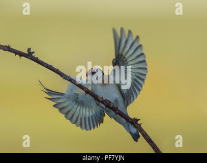 Europäische Stieglitz, Carduelis carduelis, sammeln Wolle aus dornbusch für Nesting Material, Lancashire, Großbritannien Stockfoto