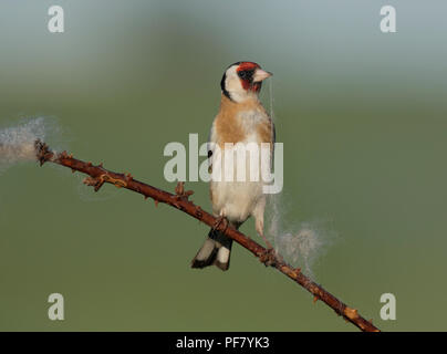 Europäische Stieglitz, Carduelis carduelis, sammeln Wolle aus dornbusch für Nesting Material, Lancashire, Großbritannien Stockfoto