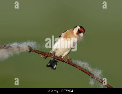 Europäische Stieglitz, Carduelis carduelis, sammeln Wolle aus dornbusch für Nesting Material, Lancashire, Großbritannien Stockfoto