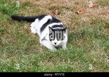 Katze auf der Wiese liegend Stockfoto