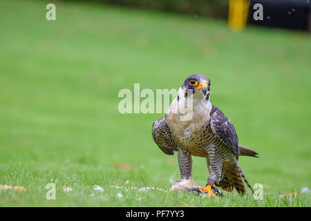 Peregrine Falcon Stockfoto