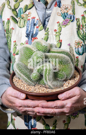 Mammillaria spinosissima cristata Kaktus in Southport Flower Show, 2018. Mammillaria spinosissima ist eine sehr variable Art durch den weiten Bereich der Ursprung in Mexiko. Die Farbe der Dornen oder Rost variieren von rot zu weiß. Die "rubrispina "Auswahl Formen schön Klumpen von Spalten, dicht Spined mit Hell kupferfarben rot Stacheln. Der Crest Form - trotz seiner Schönheit - ist immer noch sehr selten und von Sammlern, die für ihre einzigartigen Eigenschaften gesucht. Stockfoto