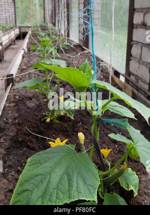 Regale mit Garten Bett im Gewächshaus, wachsende Gurken. Stockfoto