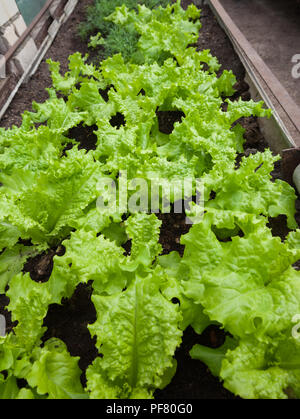 Regale mit Garten Bett im Gewächshaus, wachsende Salate. Stockfoto