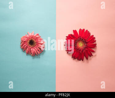 Minimalistische Flach, Pastellfarben, Gerbera, frisch und verblasst Stockfoto