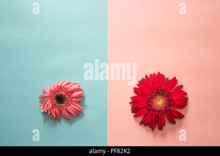 Minimalistische Flach, Pastellfarben, Gerbera, frisch und verblasst Stockfoto