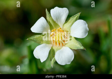 Karge Erdbeere (potentilla sterilis), in der Nähe von einer einzigen Blume. Stockfoto