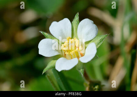 Karge Erdbeere (potentilla sterilis), in der Nähe von einer einzigen Blume. Stockfoto