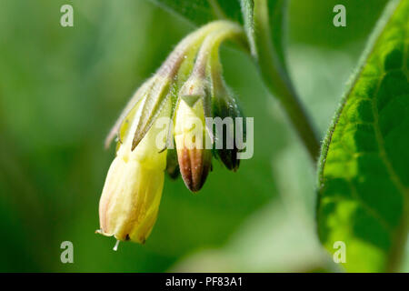 Beinwell, höchstwahrscheinlich Tuberöse Beinwell (symphytum tuberosum), Nahaufnahme der hängenden Blüten. Stockfoto