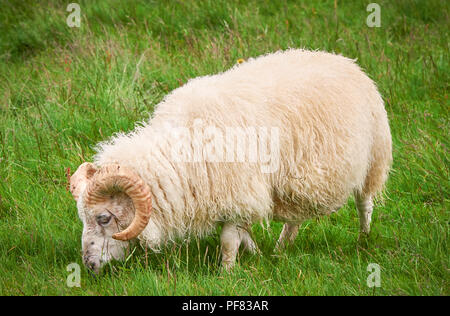 Ziege im Feld, sich isoliert. Steile Ziegen. Ziegen fressen Gras, Ziege auf einer Weide, kleine Ziege Portrait, Ziege und grünes Gras, Rinder frei Stockfoto