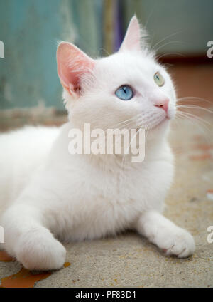 Katze mit verschiedenen Anzeigen. Katze mit 2 unterschiedlich farbige Augen (heterocromatic Augen) - Türkisch Angora. Katze mit Heterochromia. Cat nach oben rechts Stockfoto