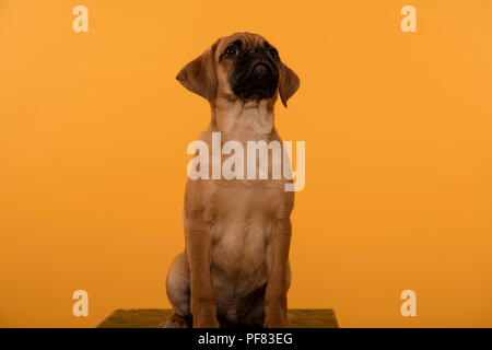 Studioaufnahme eines Pug Puppy vor einem gelb-orangen Hintergrund. Stockfoto