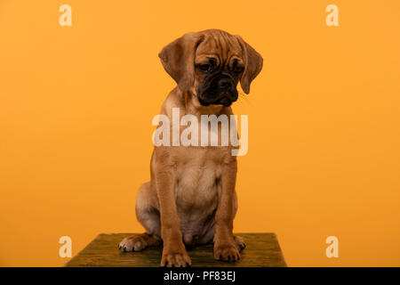 Studioaufnahme eines Pug Puppy vor einem gelb-orangen Hintergrund. Stockfoto