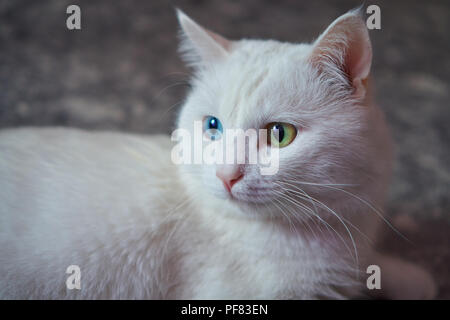 Katze mit 2 unterschiedlich farbige Augen (heterocromatic Augen) - Türkisch Angora. Es ist eine Katze mit Heterochromia. Katze auf der Suche nach Links Stockfoto