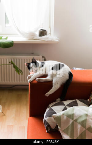 Ein sehr komfortables Katze auf der roten Couch arm, zu Hause zu sitzen. Stockfoto