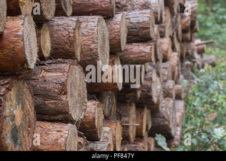 Stapel Buche stämme im Wald Stockfoto