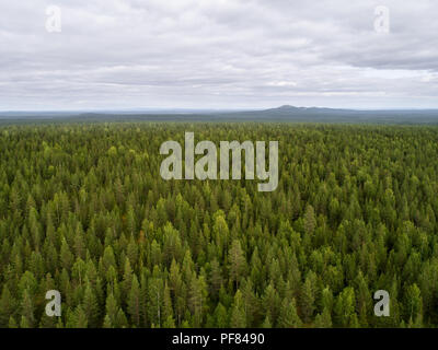 Luftaufnahme von riesigen borealen Wäldern so weit wie Auge sehen kann Stockfoto