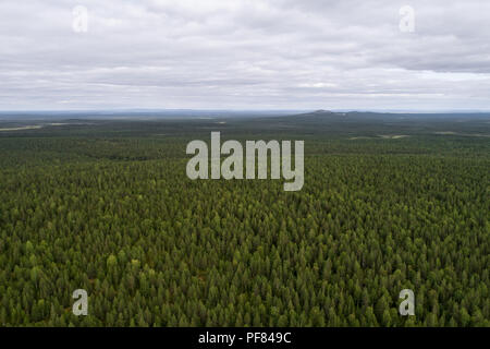 Luftaufnahme von riesigen borealen Wäldern so weit wie Auge sehen kann Stockfoto