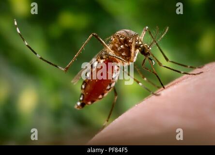 Weibliche Aedes aegypti Fütterung auf einer menschlichen Hand, verstopften mit Blut, 2006. Mit freundlicher Seuchenkontrollzentren (CDC)/James Gathany. () Stockfoto