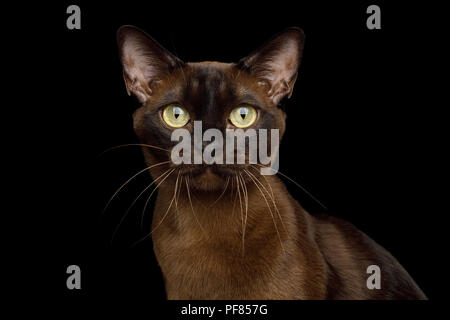 Portrait von Braun Burmese Cat mit Schokolade Fell Farbe und gelbe Augen Blick auf isolierte schwarze Hintergrund Stockfoto