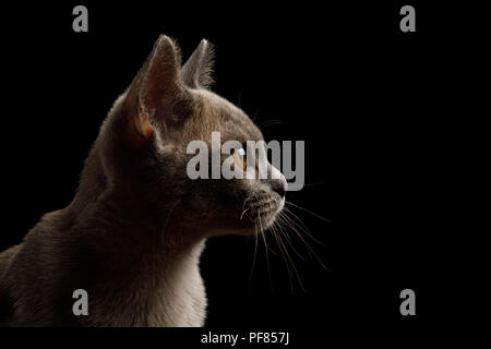 Closeup Portrait von grau Kitten auf isolierte schwarze Hintergrund, Profil anzeigen Stockfoto